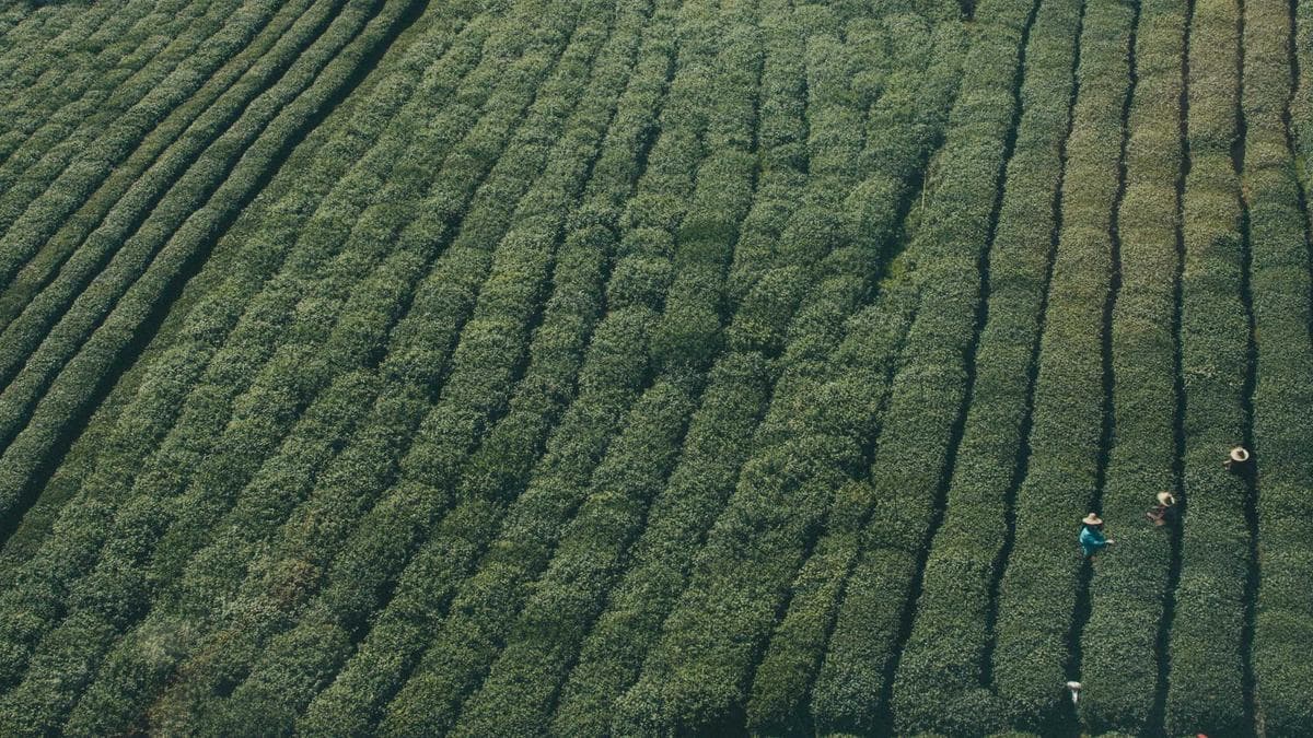 Syria's Silence on Missing Alawite Women Speaks Volumes About Governance Crisis