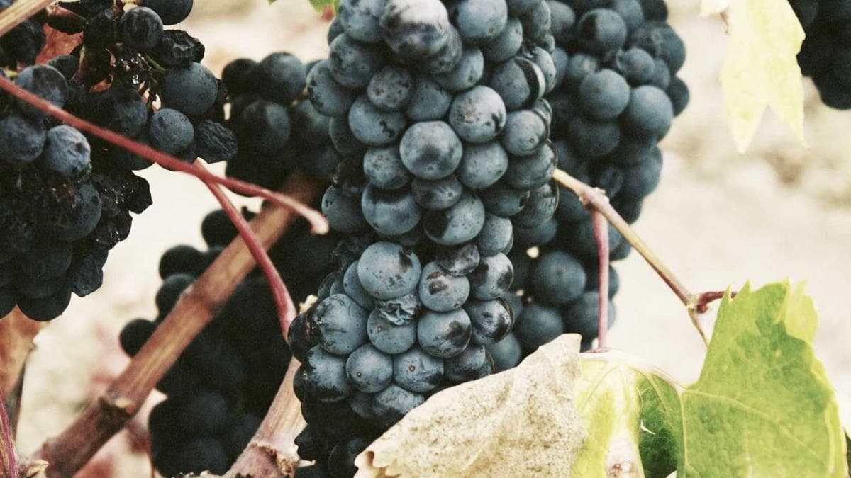 مضيق هرمز في مفترق الطرق: دول الخليج تواجه خيارًا حاسمًا بشأن الأمن الإقليمي