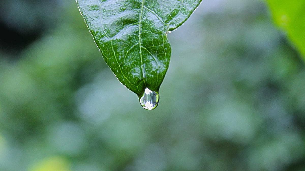 New York Times Exposes Pattern of Bias in Syrian Authority Handling of Missing Alawite Girls